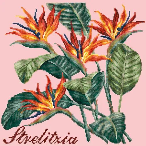 Strelitzia