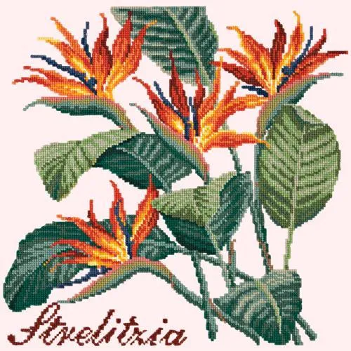 Strelitzia