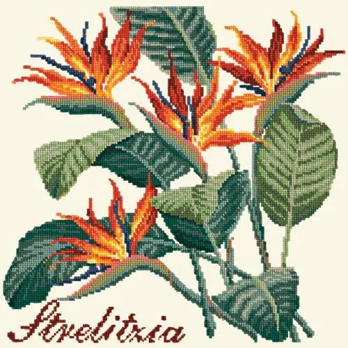 Strelitzia
