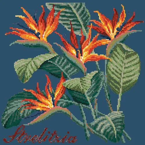 Strelitzia