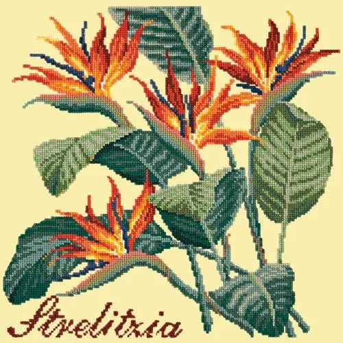 Strelitzia