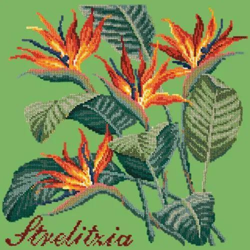 Strelitzia