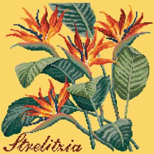 Strelitzia