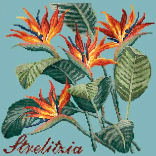 Strelitzia