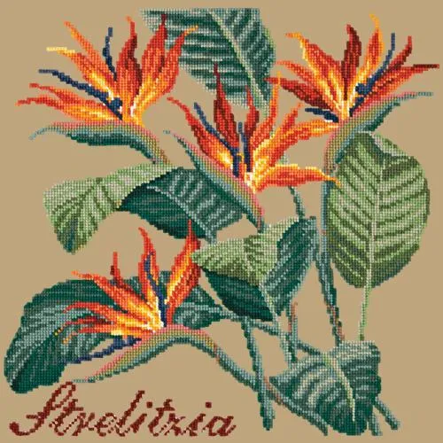 Strelitzia