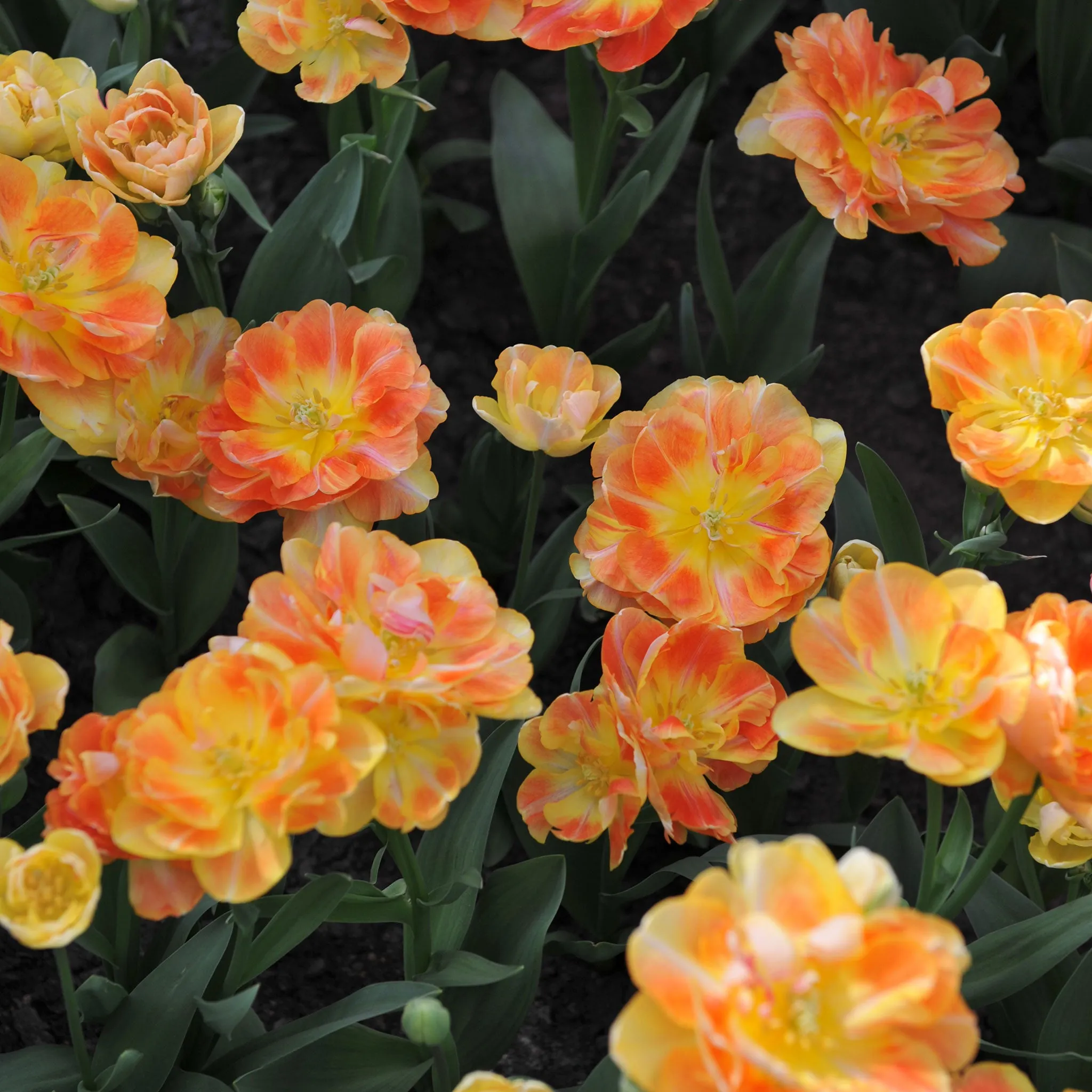 Tulip Bulbs - Charming Beauty