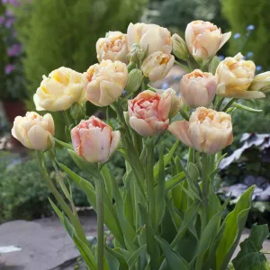 Tulip Bulbs - Charming Beauty
